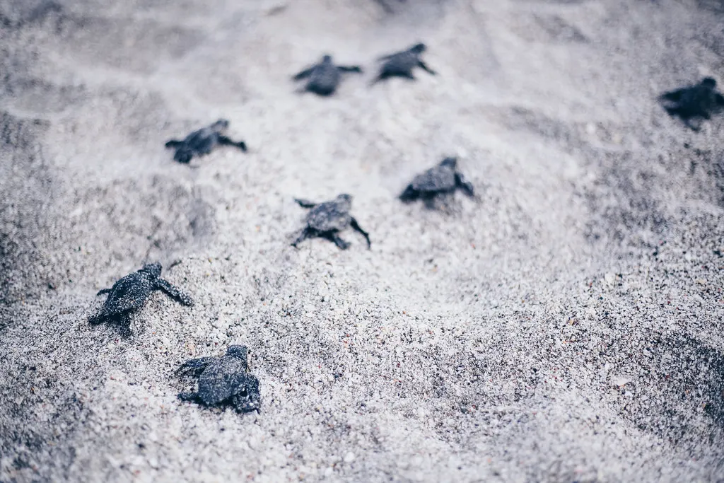 Newly hatched sea turtles crossing the sand